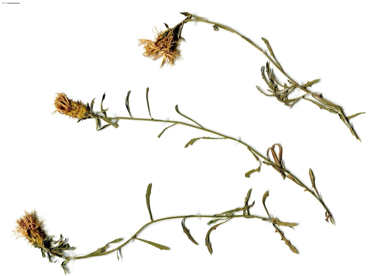 Centaurea aspera subsp. aspera (Asteraceae)